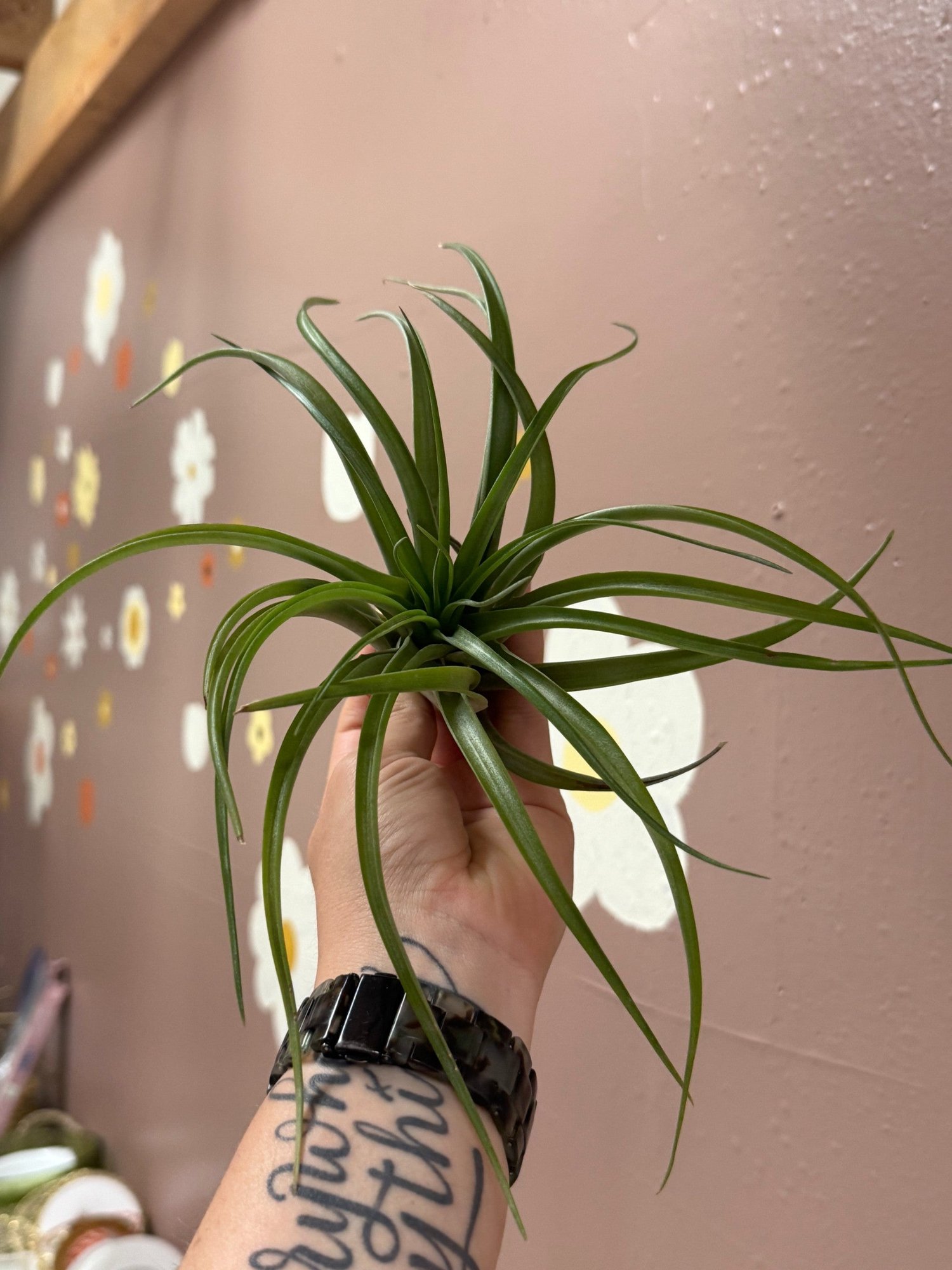 Tillandsia aeranthos