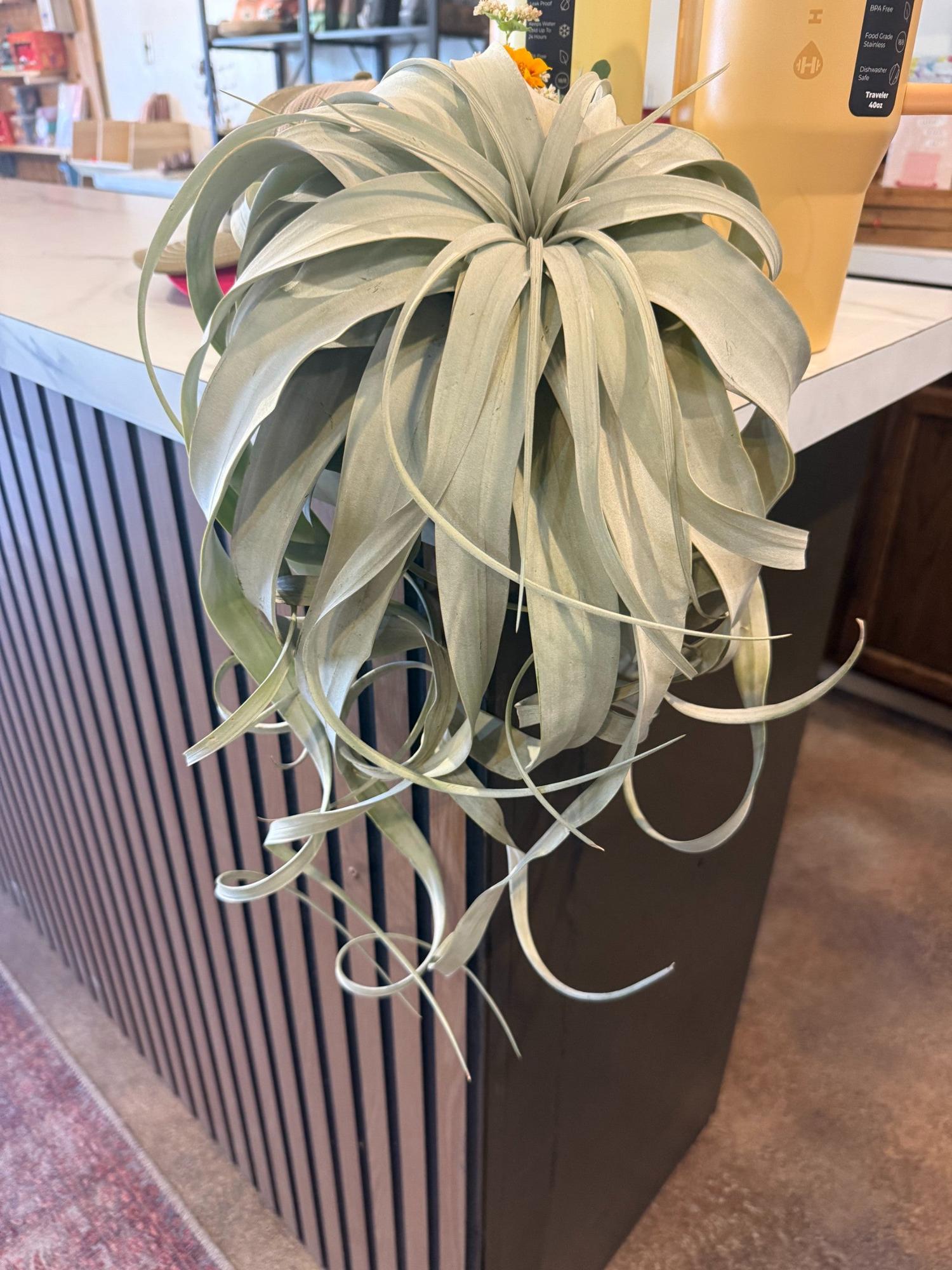 Tilladsia Xerographica - Large