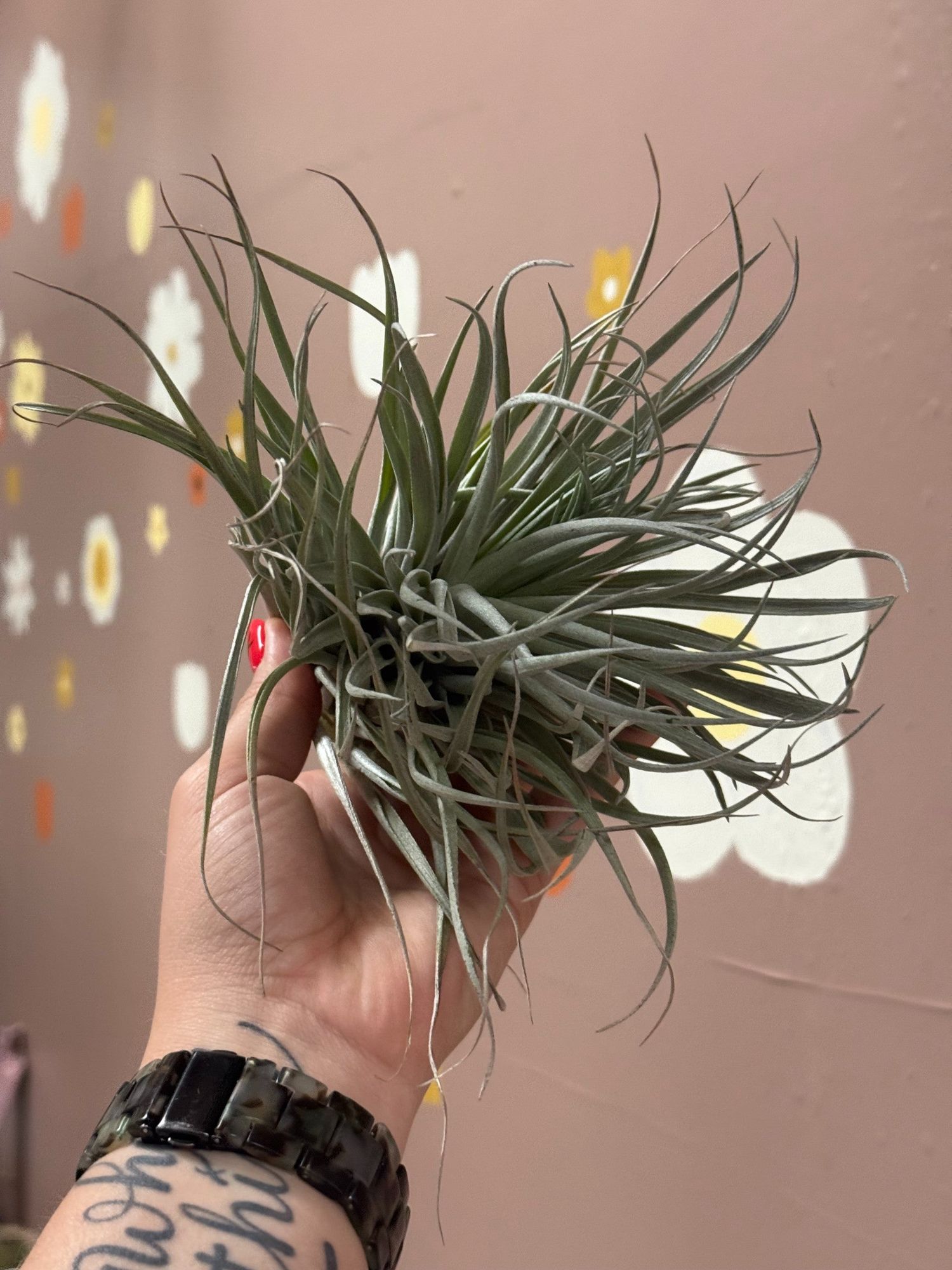 Tillandsia stricta