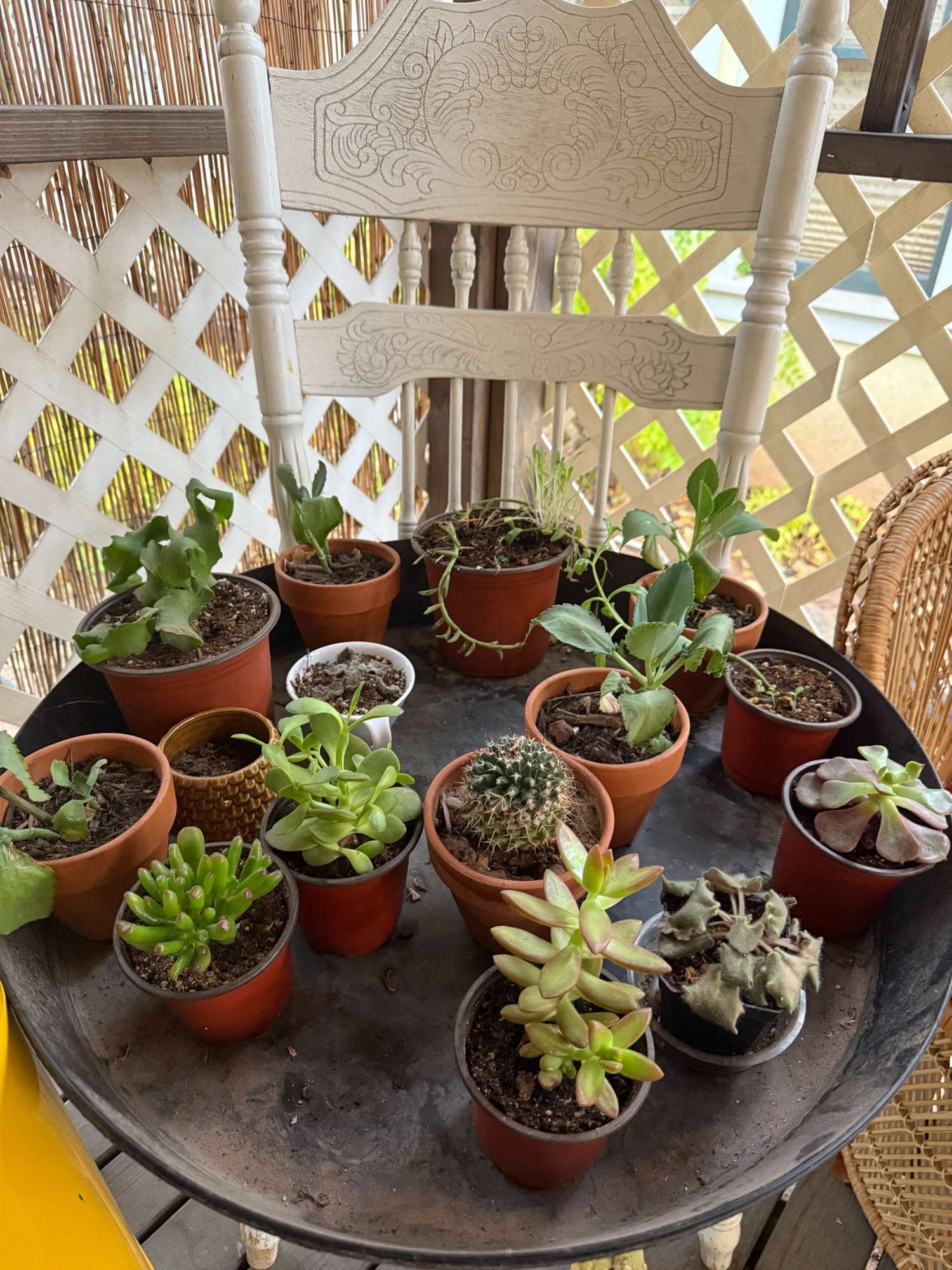 Pathos Plants
