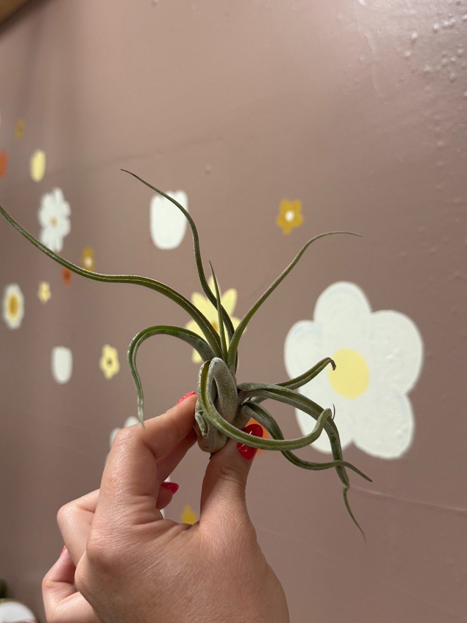 Tillandsia Bulbosa