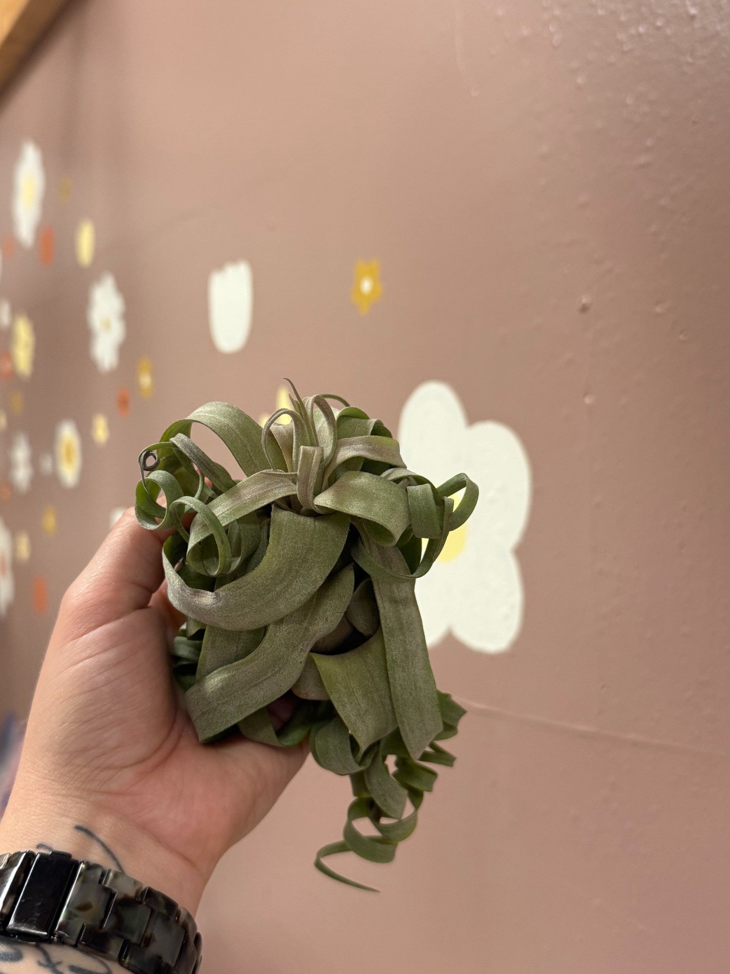 Tillandsia Streptophylla