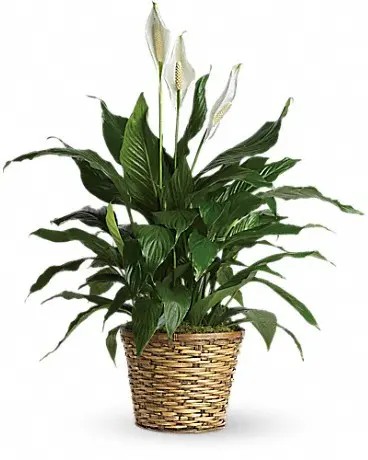 Plants