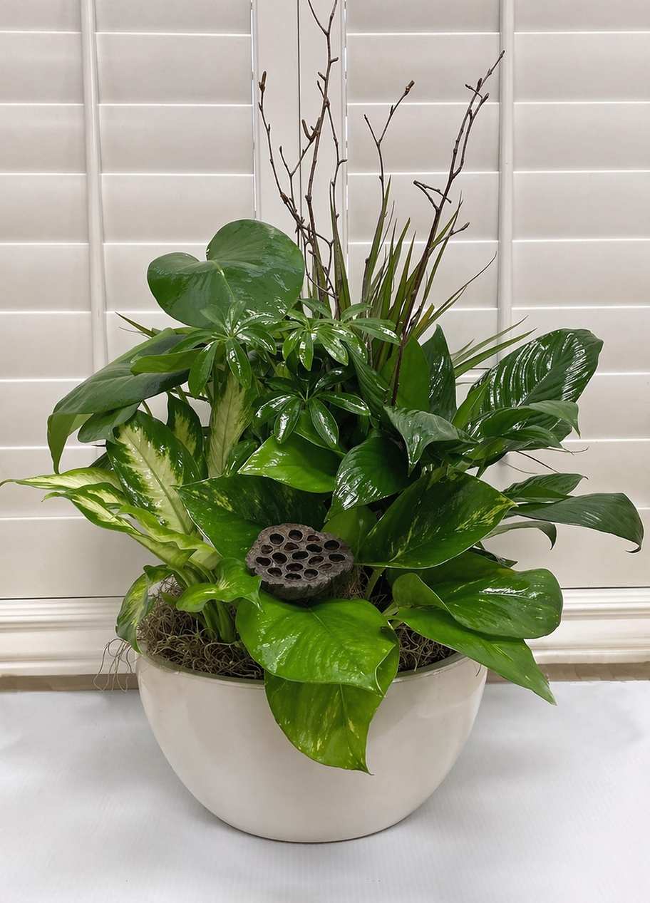 Plants