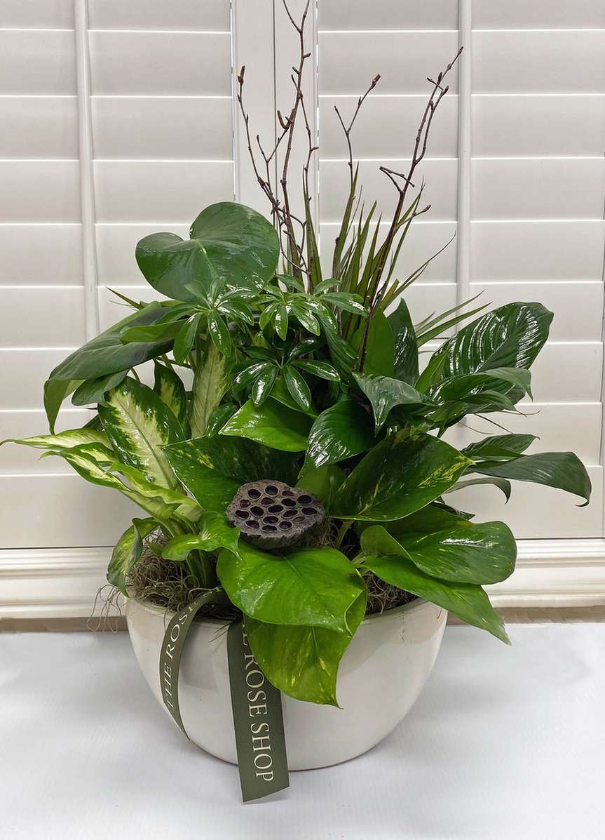 Plants