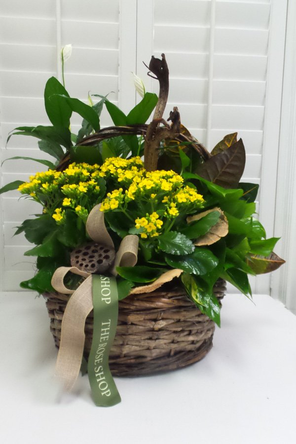 Plants